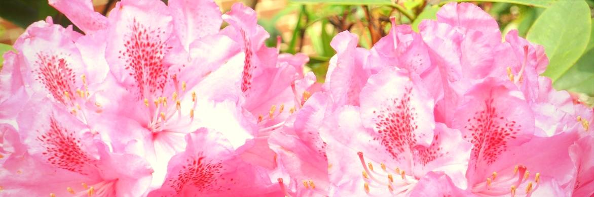 Rhododendron snoeien: ziekten en onderhoud