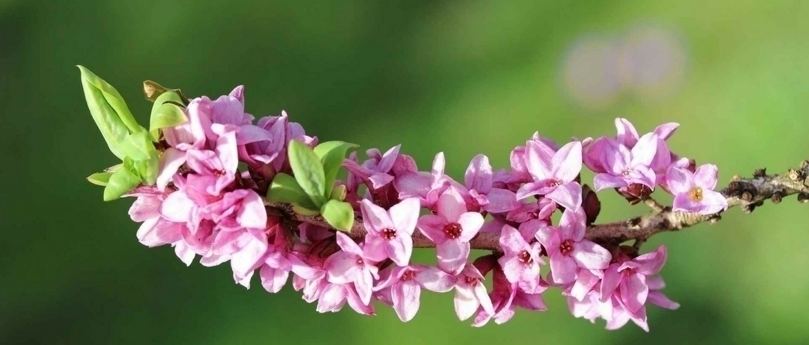 Daphne: hoe verzorg je deze plant?