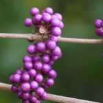 Callicarpa: planten, telen en verzorgen