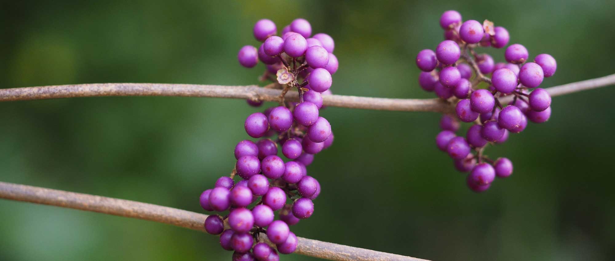 Callicarpa: planten, telen en verzorgen