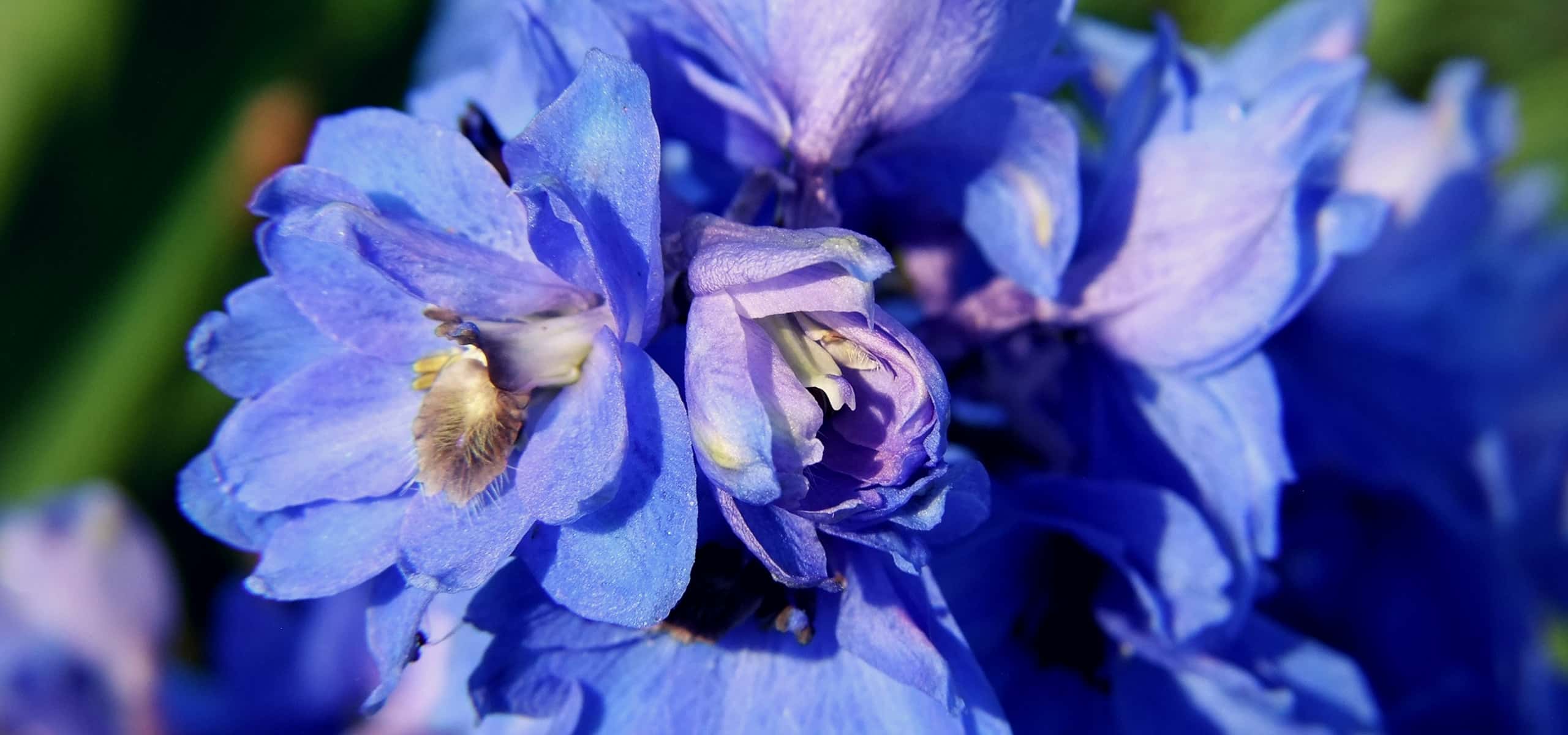Delphiniums planten en succesvol kweken