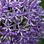 Allium, sierui: planten, kweken en verzorgen