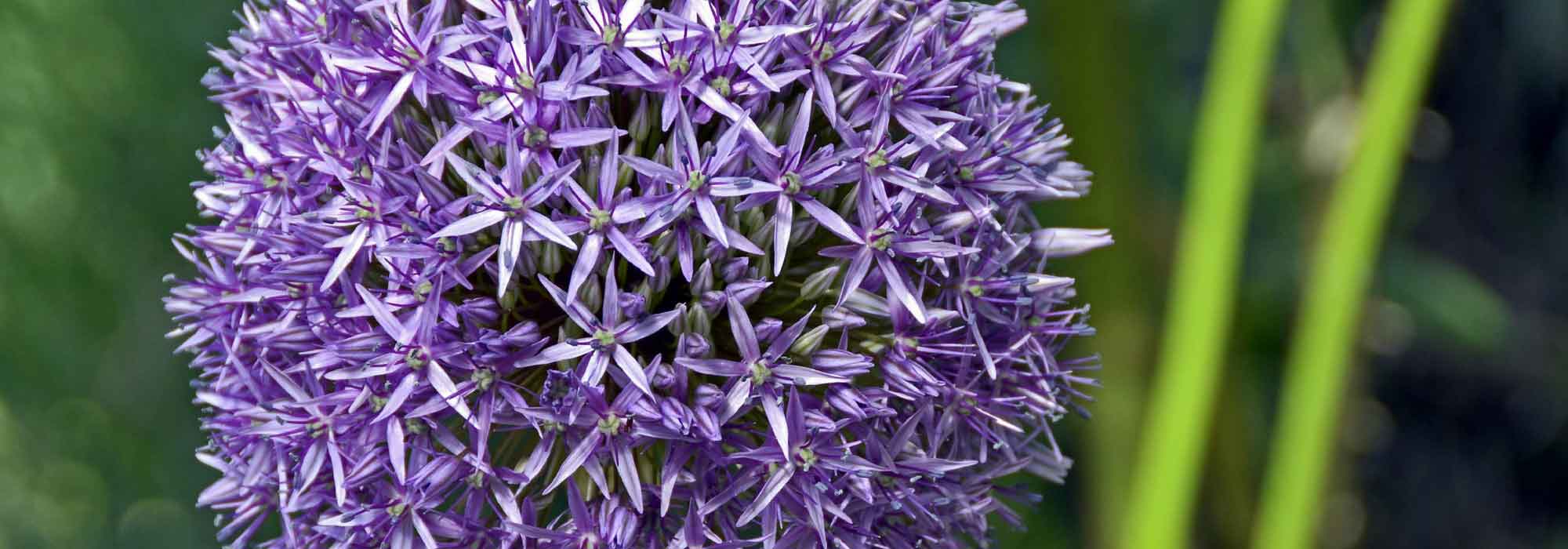 Allium, sierui: planten, kweken en verzorgen