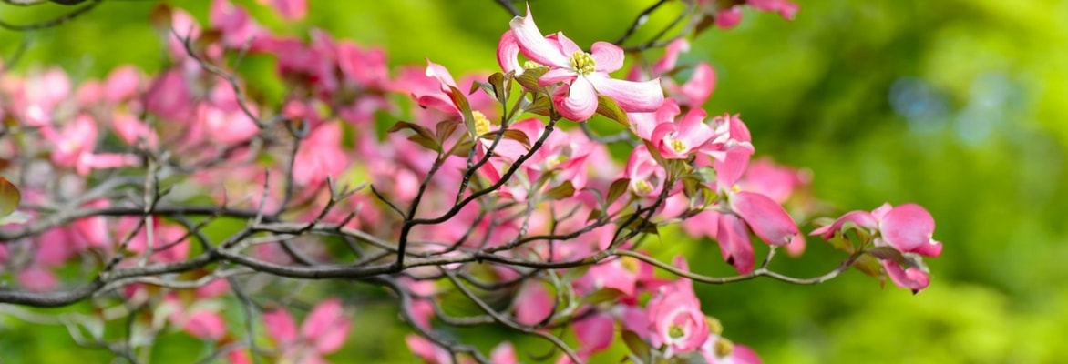 Bloeiende kornoeljes: planten, snoeien en onderhoud