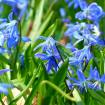 Sterhyacint planten, telen en verzorgen