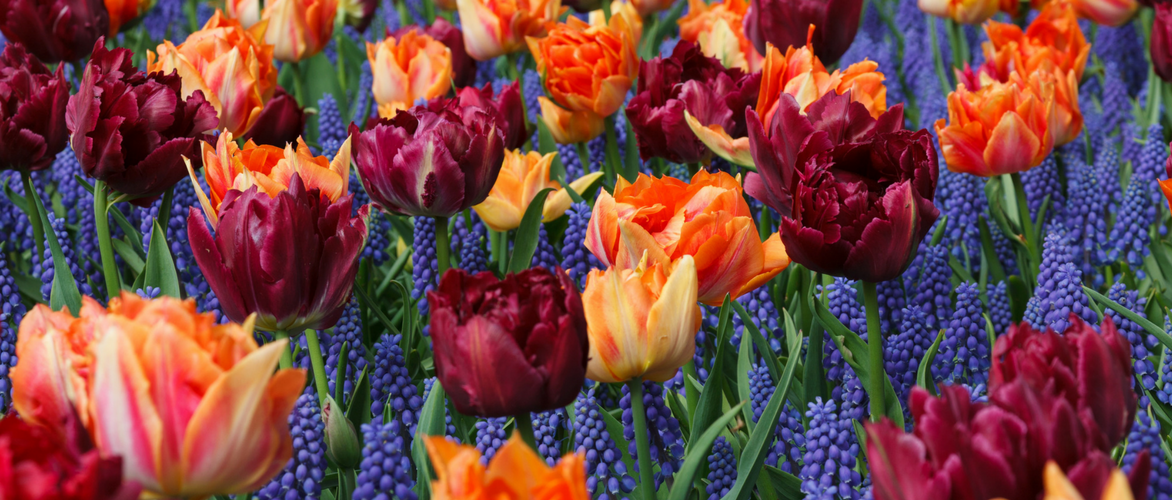 Muscari: 8 mooie combinaties