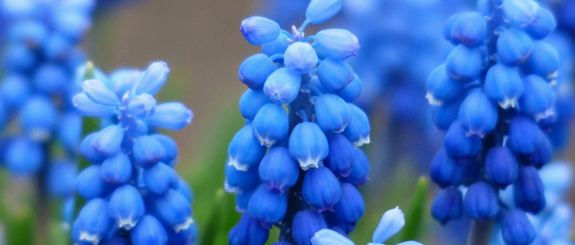 Muscari: planten, kweektips en onderhoud