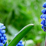 Muscari planten: zo lukt het goed