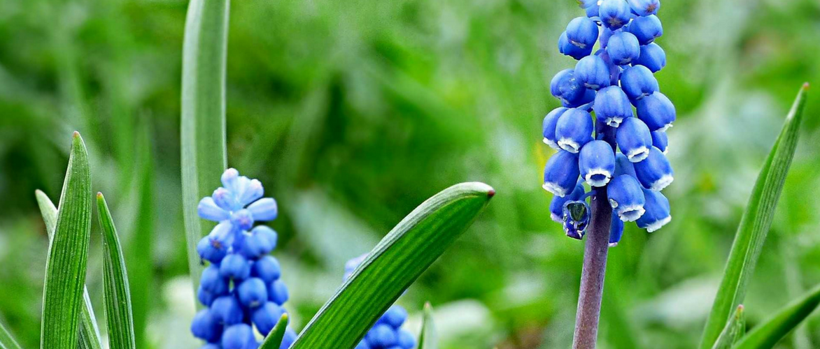 Muscari planten: zo lukt het goed