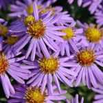 Asters planten, telen en onderhouden