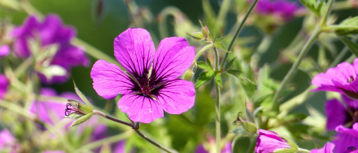 ooievaarsbek 'Patricia'