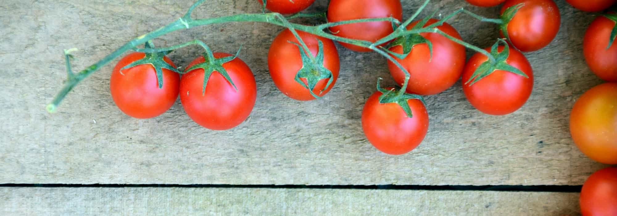 Tomaat: valse meeldauw, andere ziekten en plagen