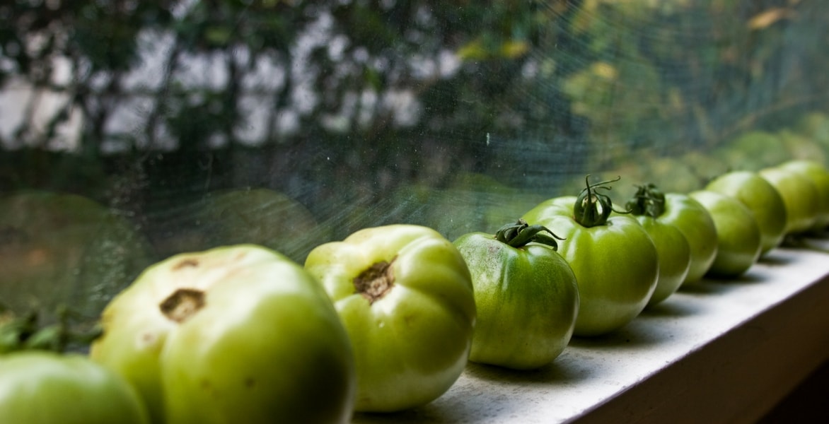 Wat te doen met groene tomaten?
