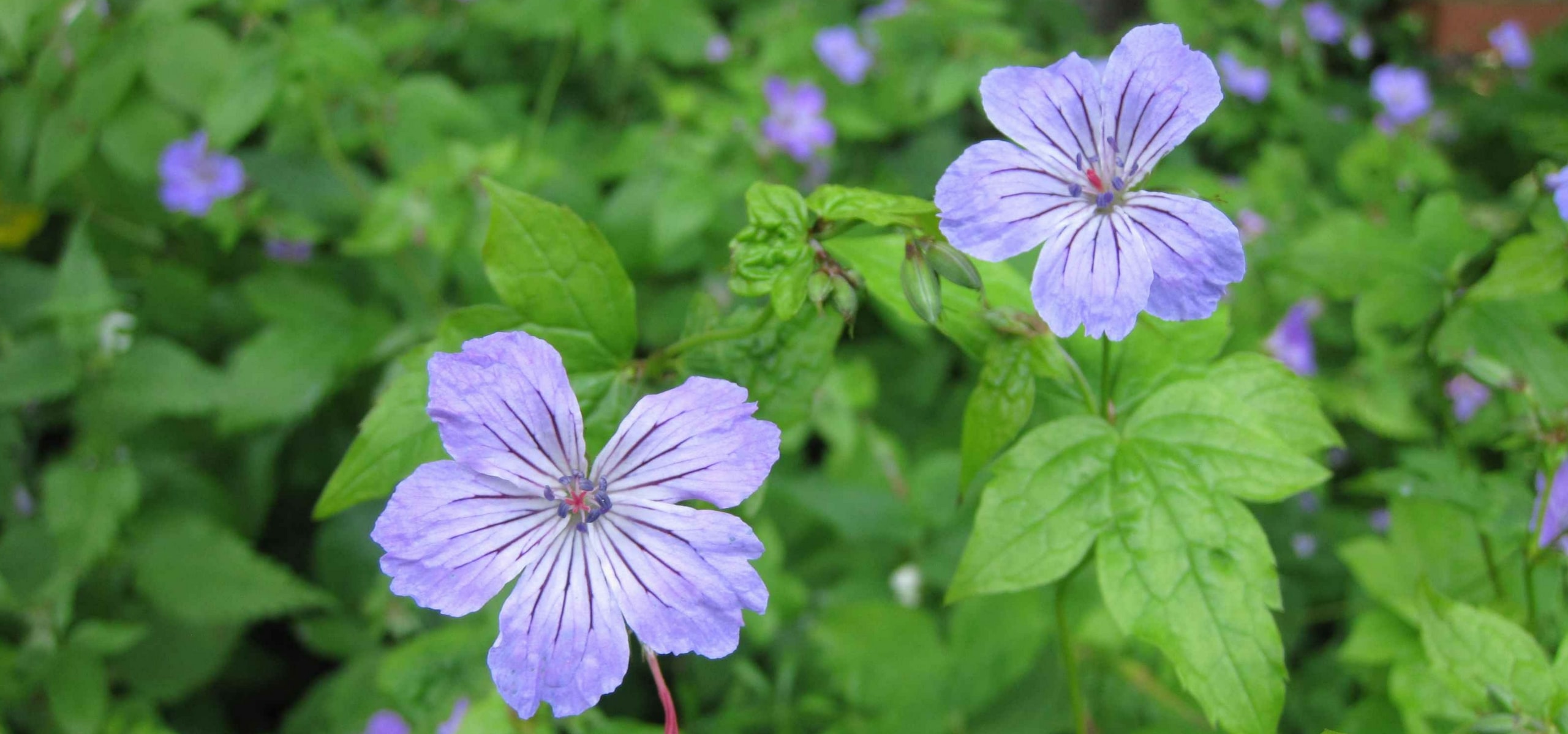 De beste ooievaarsbekken voor schaduw