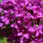 Vlinderstruik planten en onderhouden