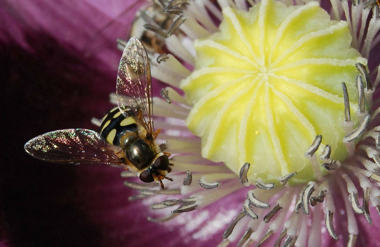 Insectenhotel maken: stappenplan