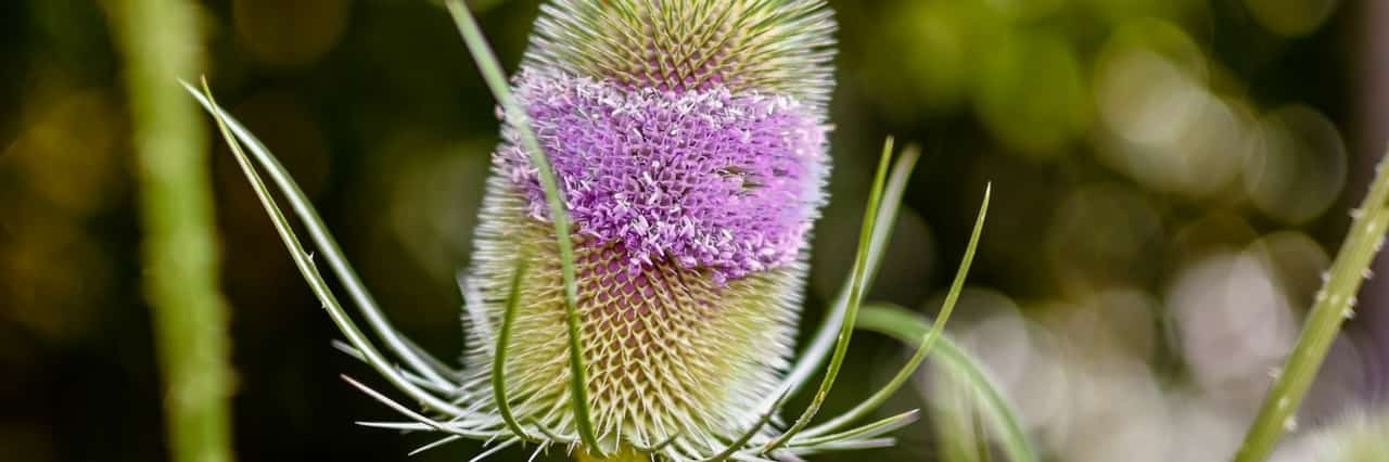 Tweejarige planten: alles wat je altijd al wilde weten!