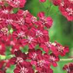 Duizendblad: 7 geslaagde plantcombinaties