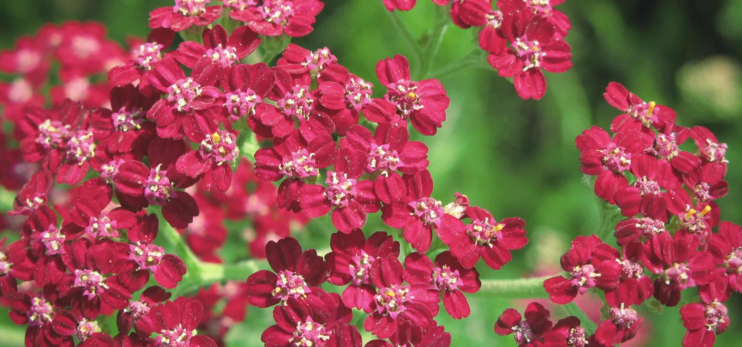 Duizendblad: 7 geslaagde plantcombinaties