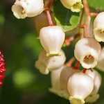 Aardbeiboom, Arbutus: planten, snoeien en onderhouden
