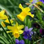 Narcis of trompetnarcis: 8 combinatie-ideeën