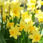 Narcissen planten, telen en verzorgen