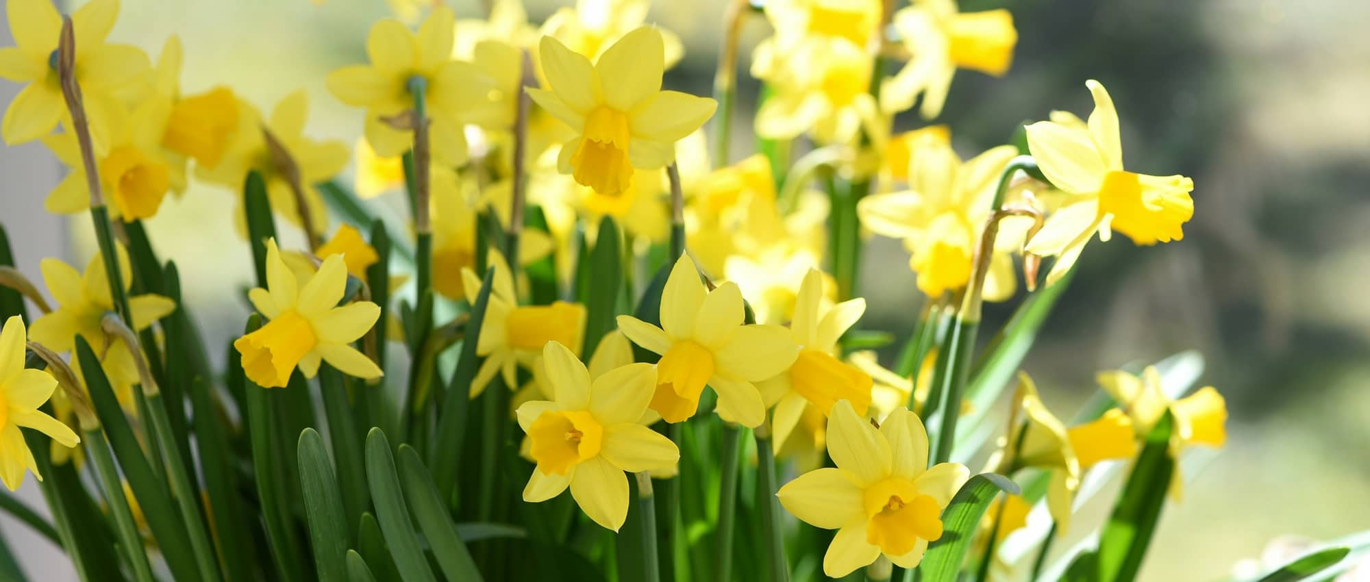 Narcissen planten, telen en verzorgen