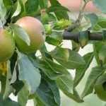 De dwergfruitbomen