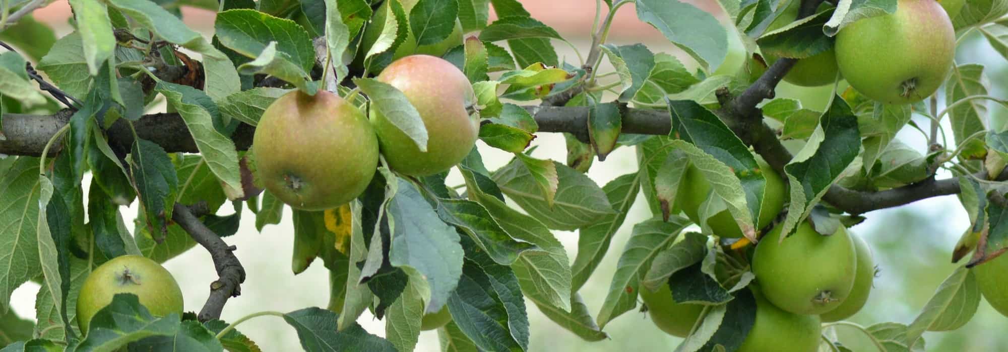 De dwergfruitbomen