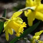 Narcis of trompetnarcis: planten en onderhoud