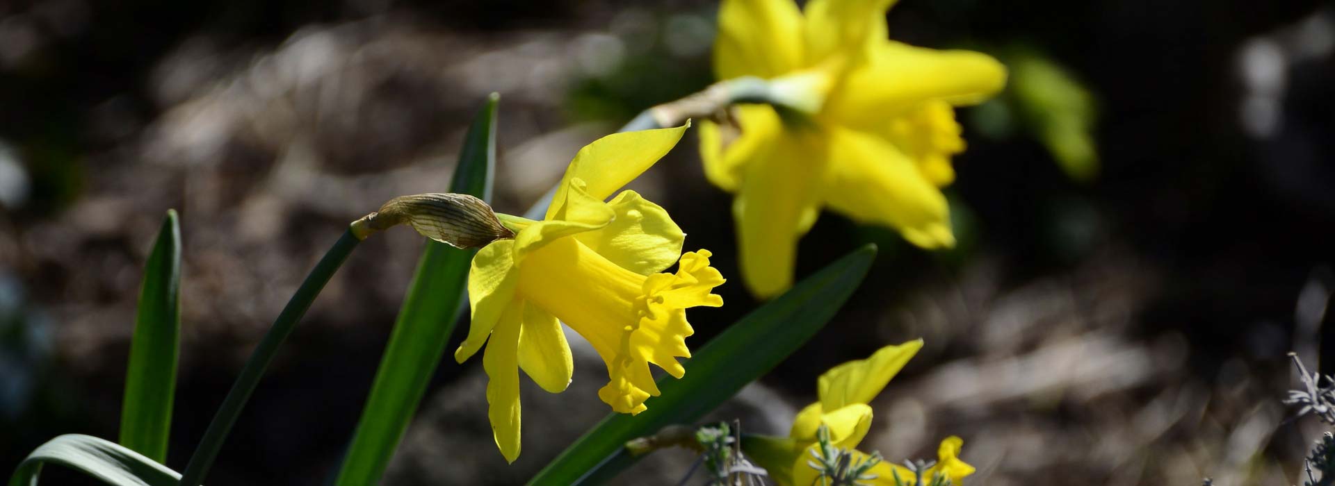 Narcis of trompetnarcis: planten en onderhoud