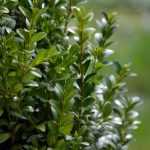 Welke heesters ter vervanging van buxus?