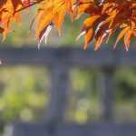 Japanse esdoorns: 9 geslaagde combinaties
