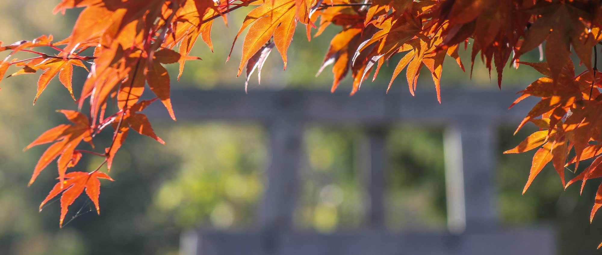 Japanse esdoorns: 9 geslaagde combinaties