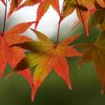 Japanse esdoorn: planten en verzorgen