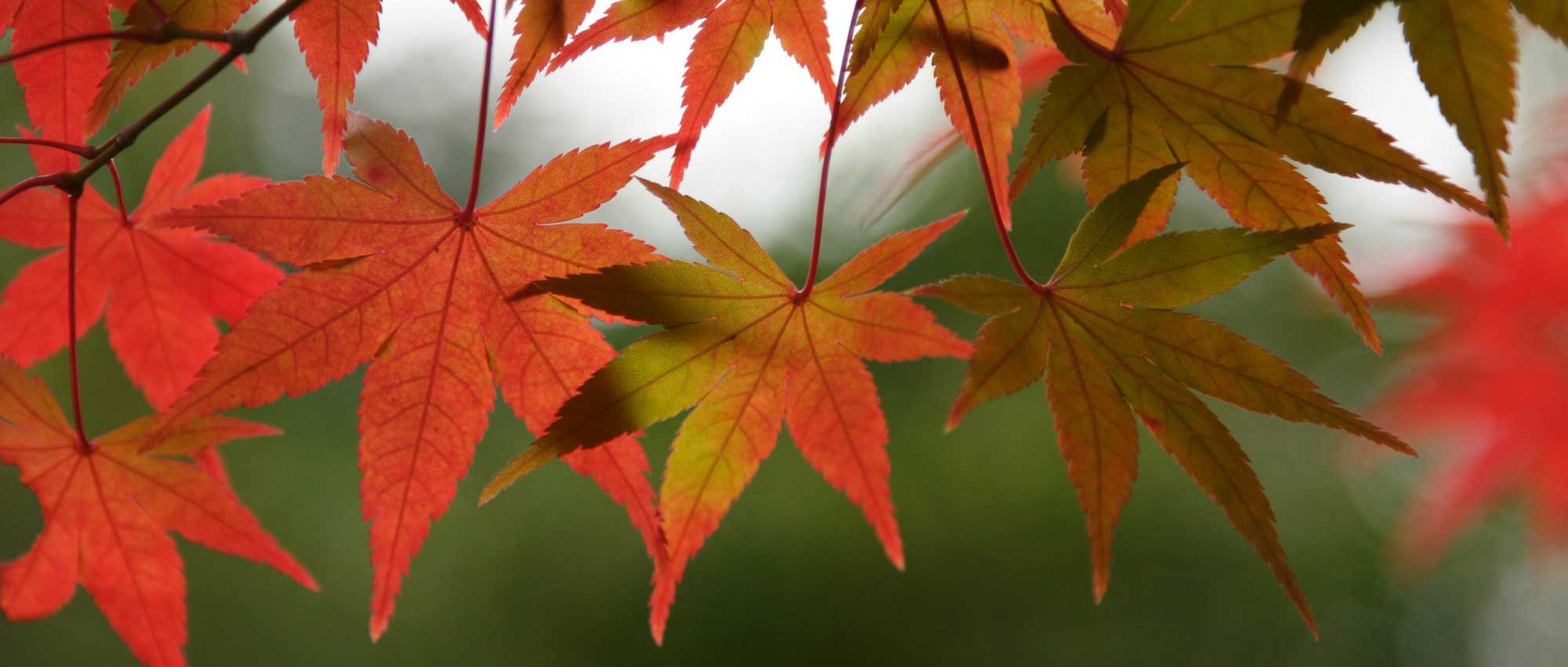 Japanse esdoorn: planten en verzorgen