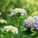 Hortensia's kiezen: hoe pak je dat aan?