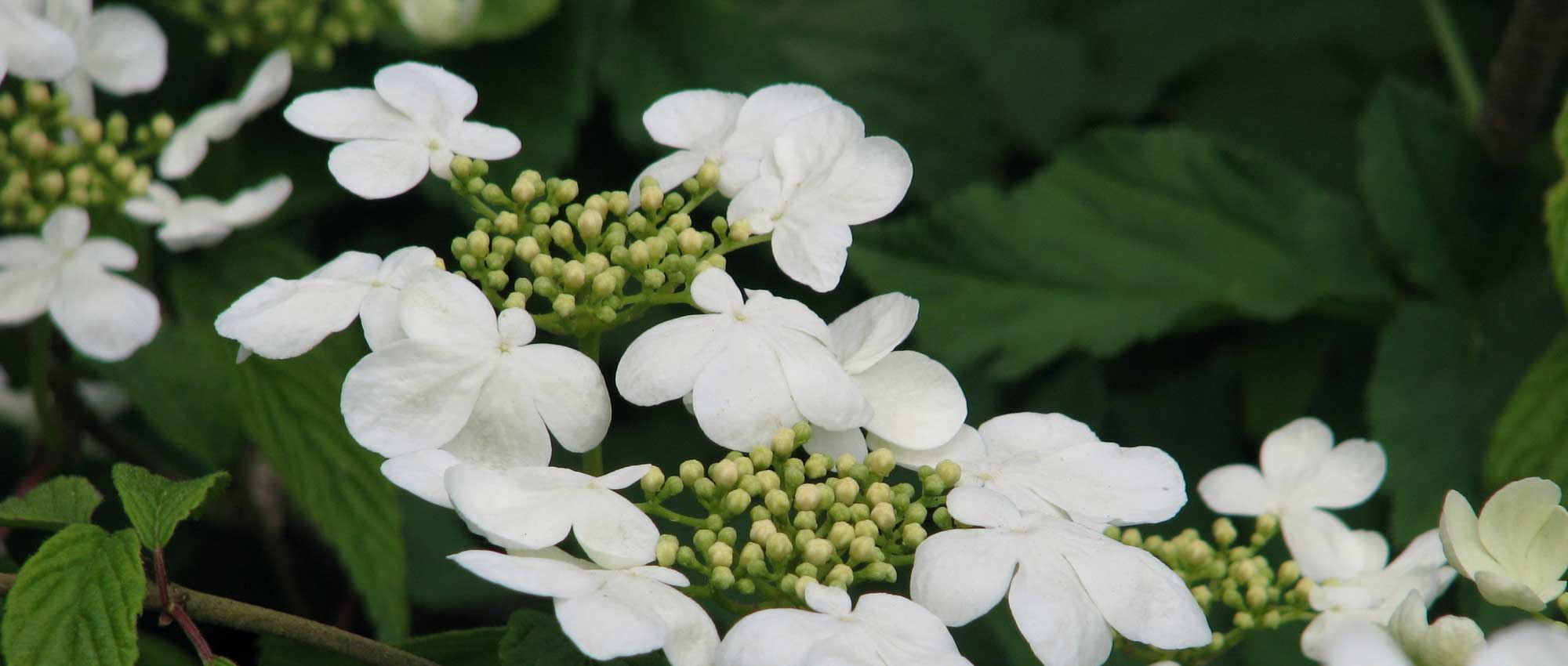 Viburnum, sneeuwbal: 8 geslaagde combinaties