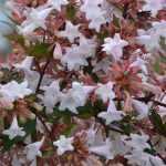 Abelia planten, snoeien en verzorgen