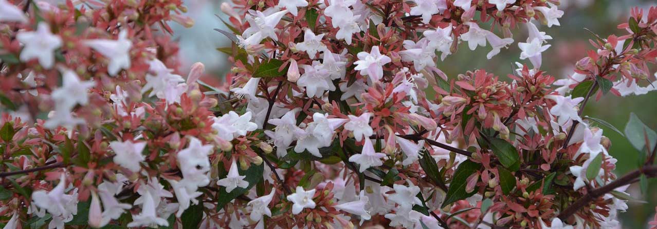 Abelia planten, snoeien en verzorgen