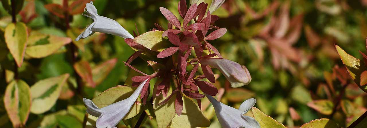 Abelia: planten, kweektips, snoei en onderhoud