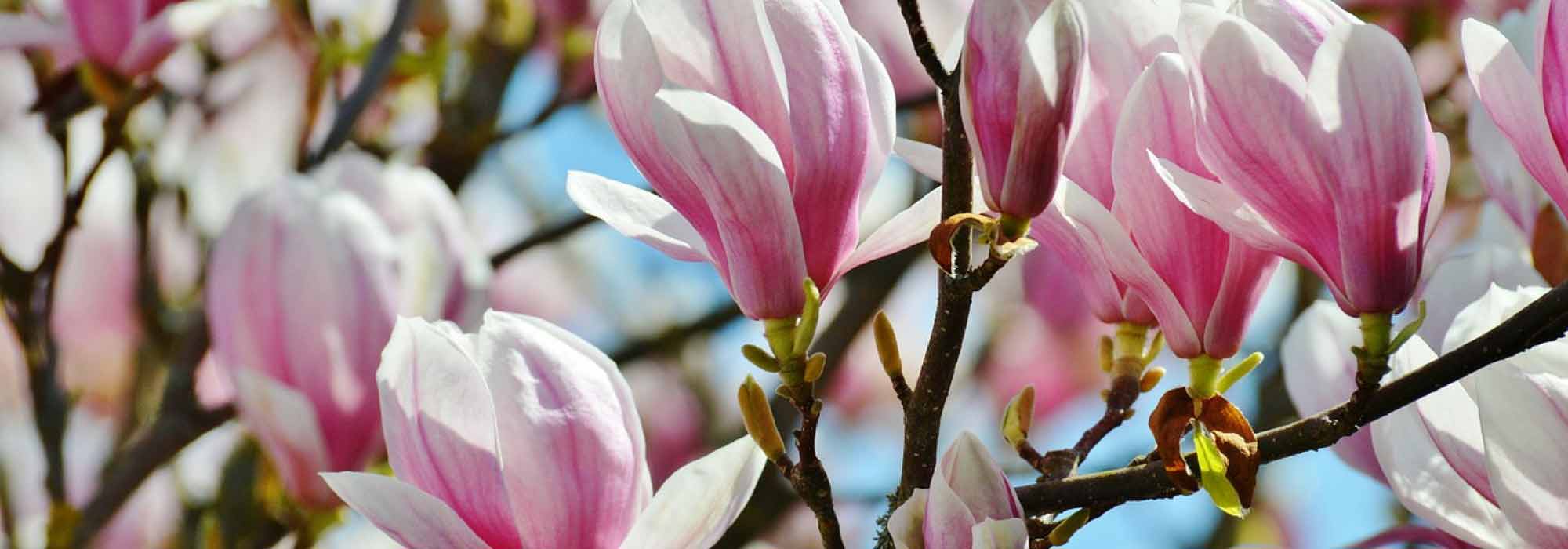 Magnolia's planten, snoeien en onderhouden