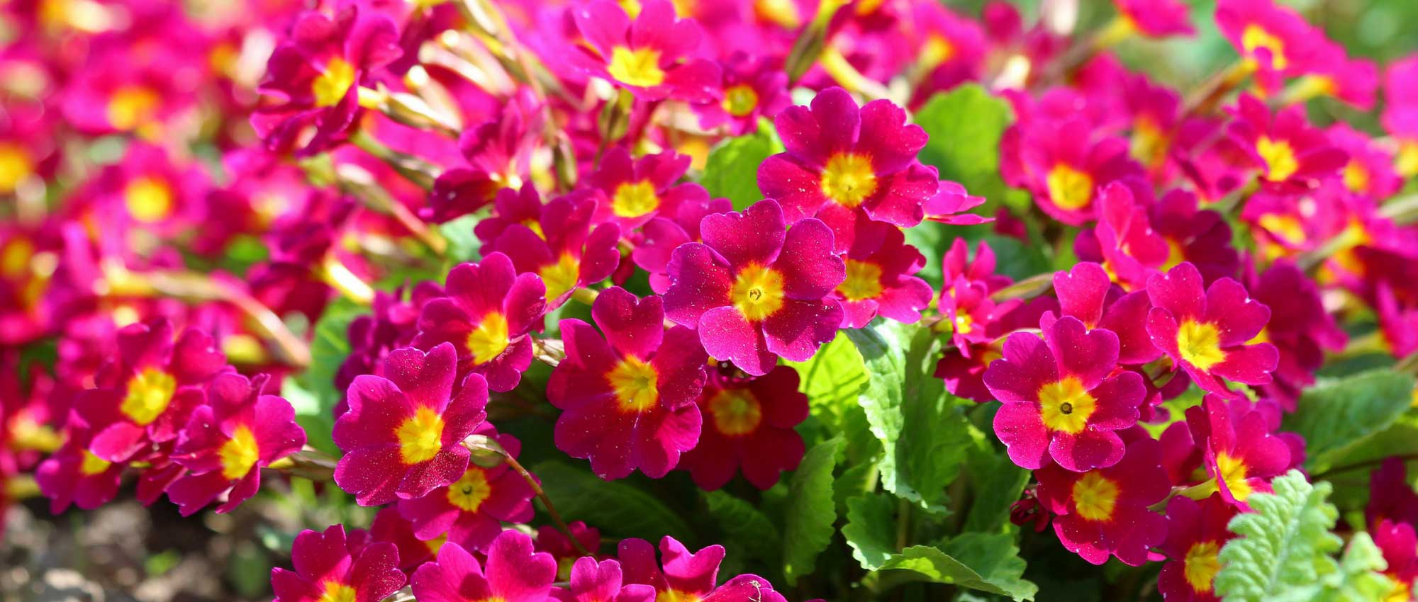 Sleutelbloemen: welke variëteit kiezen?