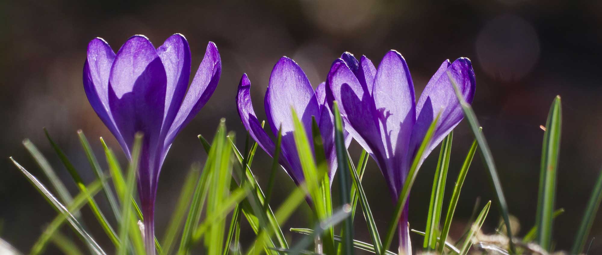 Welke krokussen kiezen en hoe combineer je ze in de tuin?