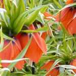 Kievitsbloem: planten, teelt en onderhoud