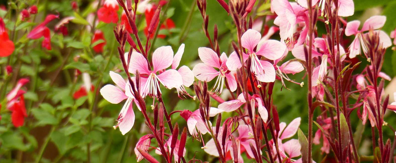 De zachtroze bloei van de prachtkaars