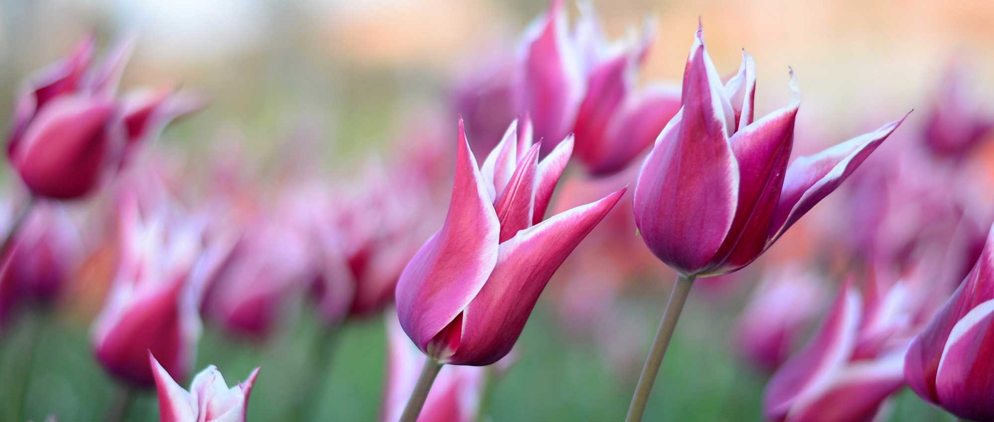 Tulpen: planten, telen en onderhouden