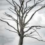 Wat te doen met een dode boom?