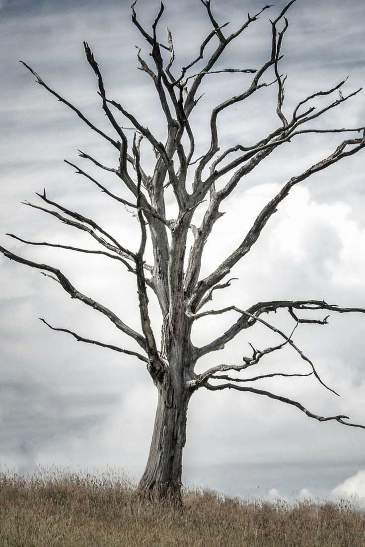 Wat te doen met een dode boom?