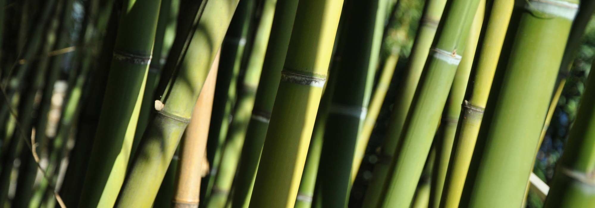 Welk type bamboe kiezen? Onze tips
